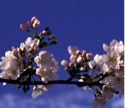 viaggiaustria.com